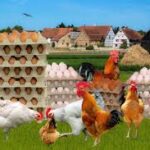 How to start a poutry business