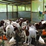 how to start goat farming BUSINESS