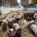 How to Start Pig Farming Business