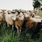 How to Start Sheep Farming Business